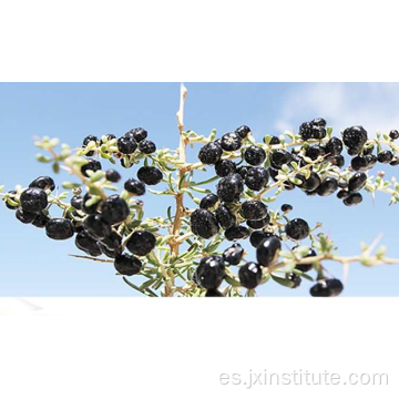 Northwest Chinese Dry Blackberry